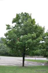 Acer saccharum — photo 1
